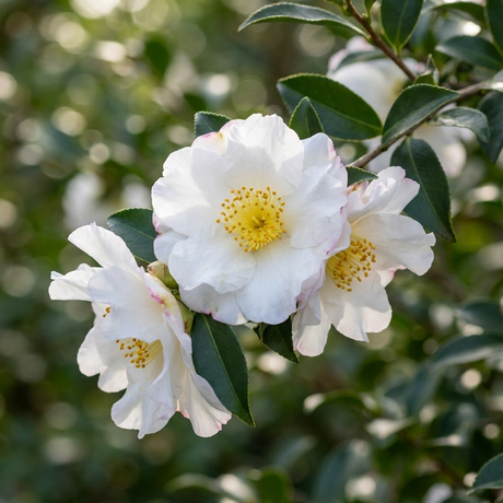 White camellia flowers with yellow centers bloom among green leaves, creating a vivid contrast beside the pink-flowering Camellia sasanqua ‘Roseann’, an ideal evergreen hedge.