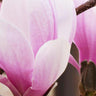 Cameo Magnolia