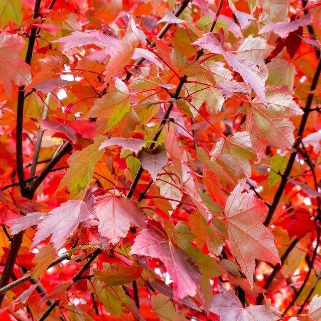 Canadian Maple Tree - Acer rubrum 'Fairview Flame'-Deciduous,Fast Growing,Full Sun,Moderate Water,Outdoor,Screening,Tree-Nursery Near Me