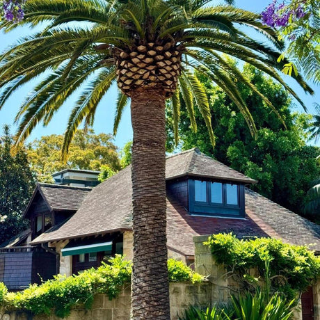 Canary Island Date Palm - Phoenix canariensis-Evergreen,Full Sun,Moderate Water,Ornamental,Outdoor,Palm,Slow Growing-Nursery Near Me