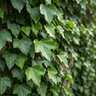 Canary Ivy