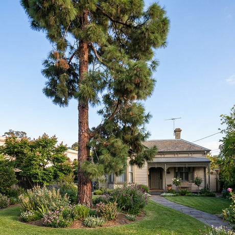 A tall Canary Island Pine (Pinus canariensis) stands out as the feature tree in front of a small house, complemented by a garden and a stone path leading to the door.