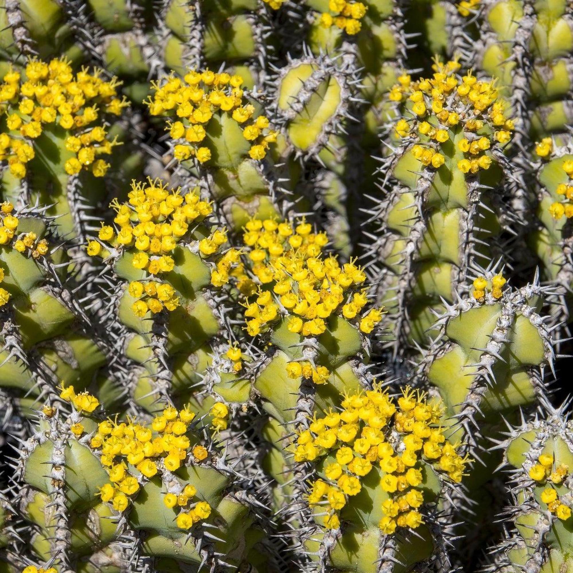 Candelabrum Cactus - Euphorbia eritrea