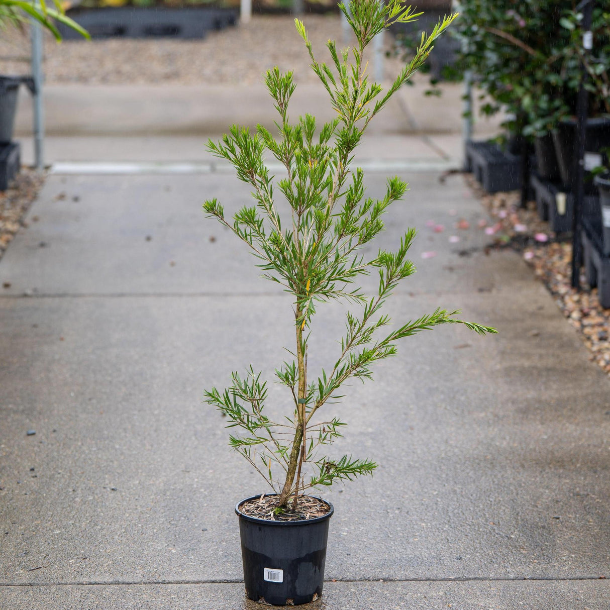 Candy Pink Bottlebrush - Callistemon 'Candy Pink'-Evergreen,Fast Growing,Flowering,Full Sun,Moderate Water,Outdoor,Tree-Nursery Near Me