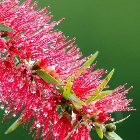 Candy Pink Bottlebrush - Callistemon 'Candy Pink'-Evergreen,Fast Growing,Flowering,Full Sun,Moderate Water,Outdoor,Tree-Nursery Near Me