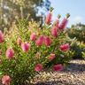 Candy Pink Bottlebrush