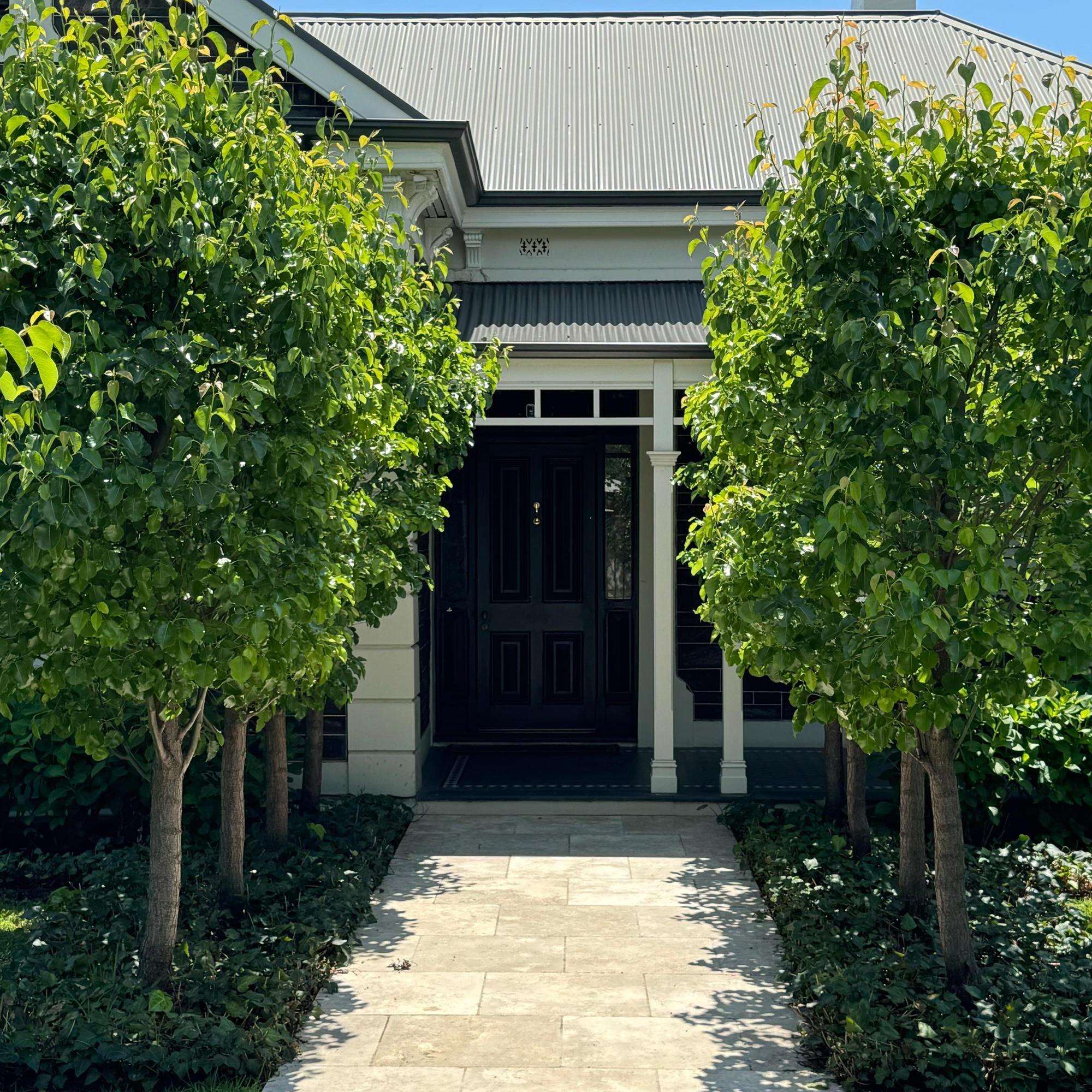 Capital Ornamental Pear - Pyrus calleryana 'Capital'