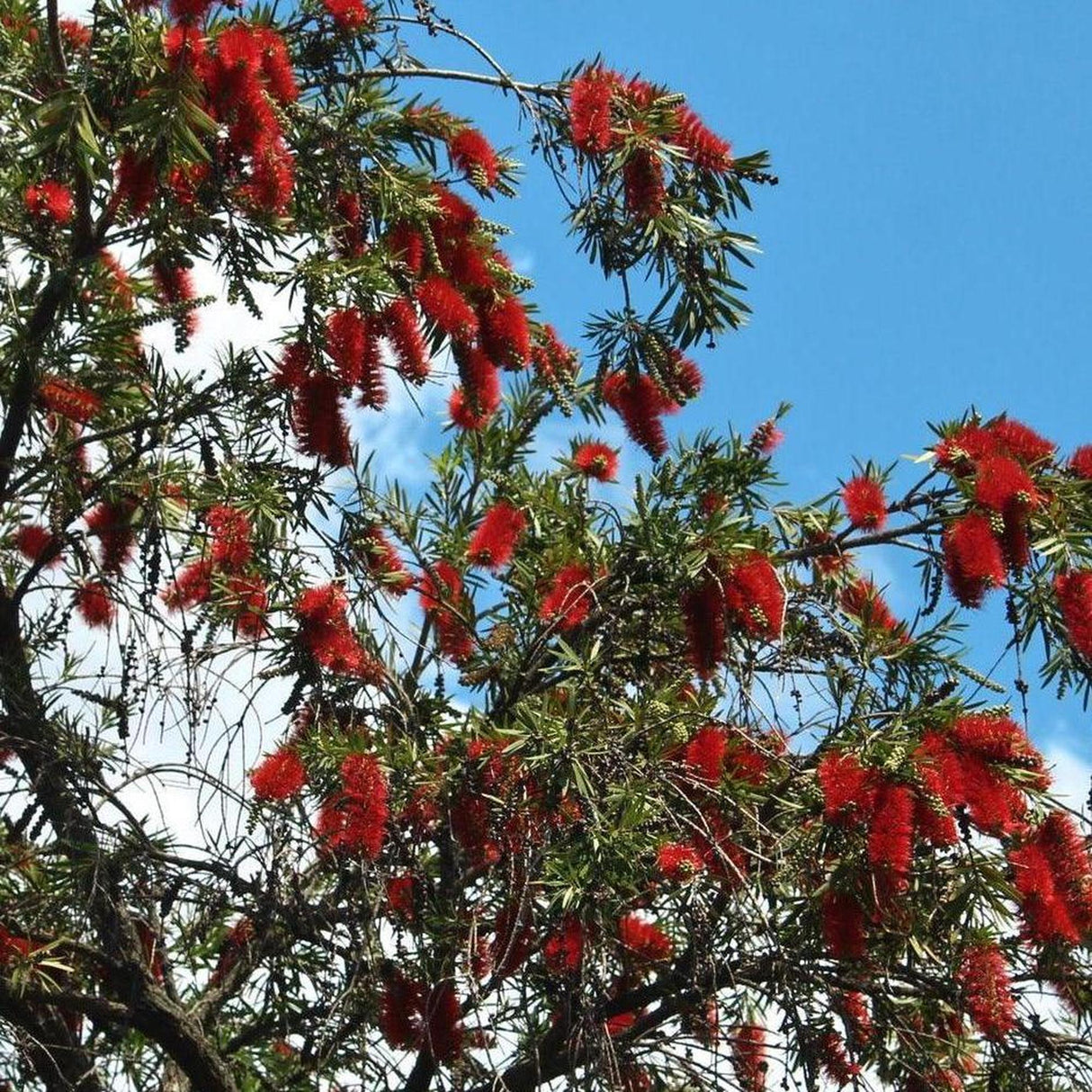 Captain Cook Bottlebrush - Callistemon viminalis 'Captain Cook'-Evergreen,Fast Growing,Flowering,Full Sun,Moderate Water,Native,Outdoor,Shrub-Nursery Near Me