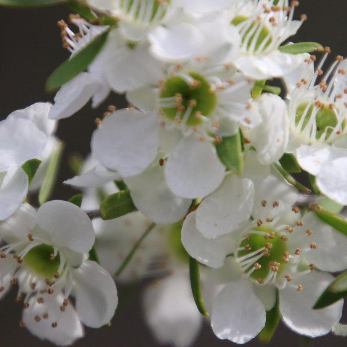 Cardwell Tea Tree - Leptospermum flavescens-Evergreen,Fast Growing,Full Sun,Low Water,Native,Outdoor,Screening,Tree-Nursery Near Me