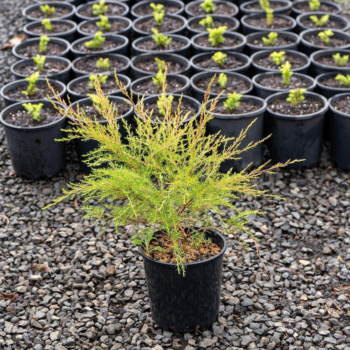 Cardwell Tea Tree - Leptospermum flavescens-Evergreen,Fast Growing,Full Sun,Low Water,Native,Outdoor,Screening,Tree-Nursery Near Me