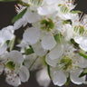 Cardwell Tea Tree
