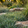 Carex ‘Blue Wave’