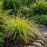 Carex 'Evergold'
