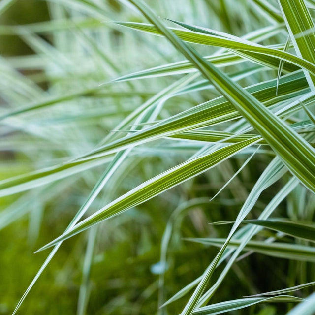 Carex Moon Falls - Carex oshimensis 'Moon Falls'-Evergreen,Grass,Moderate Water,Ornamental,Outdoor,Partial Shade,Slow Growing-Nursery Near Me