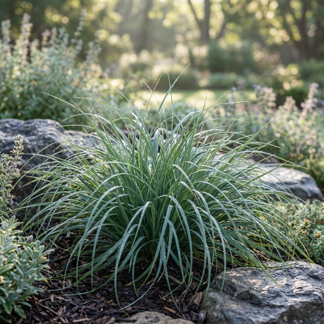 A clump of Carex ‘Blue Cascade’, featuring graceful blue foliage, is nestled among rocks in a sunlit garden.