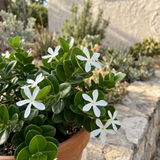 Desert Star (Carissa macrocarpa), a drought-tolerant evergreen with white star-shaped flowers, thrives in a terracotta pot against a sunlit garden with stone edging.