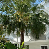 Carnarvon Gorge Palm - Livistona nitida-Evergreen,Full Sun,Moderate Water,Native,Outdoor,Palm,Slow Growing-Nursery Near Me