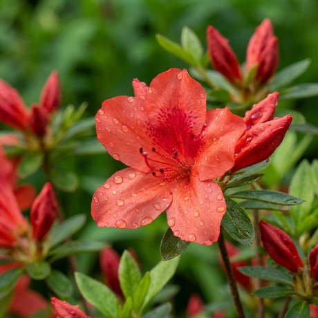 Close-up of a Carnival Rocket Azalea - Azalea indica 'Carnival Rocket', an evergreen shrub, showing its red flower with water droplets on the petals and green leaves in the background.