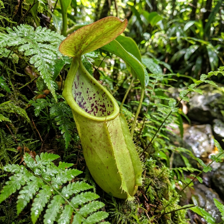 The Carnivorous Pitcher Plant - Nepenthes ‘Louisa’ features a striking spotted interior and thrives among ferns in lush tropical forests.