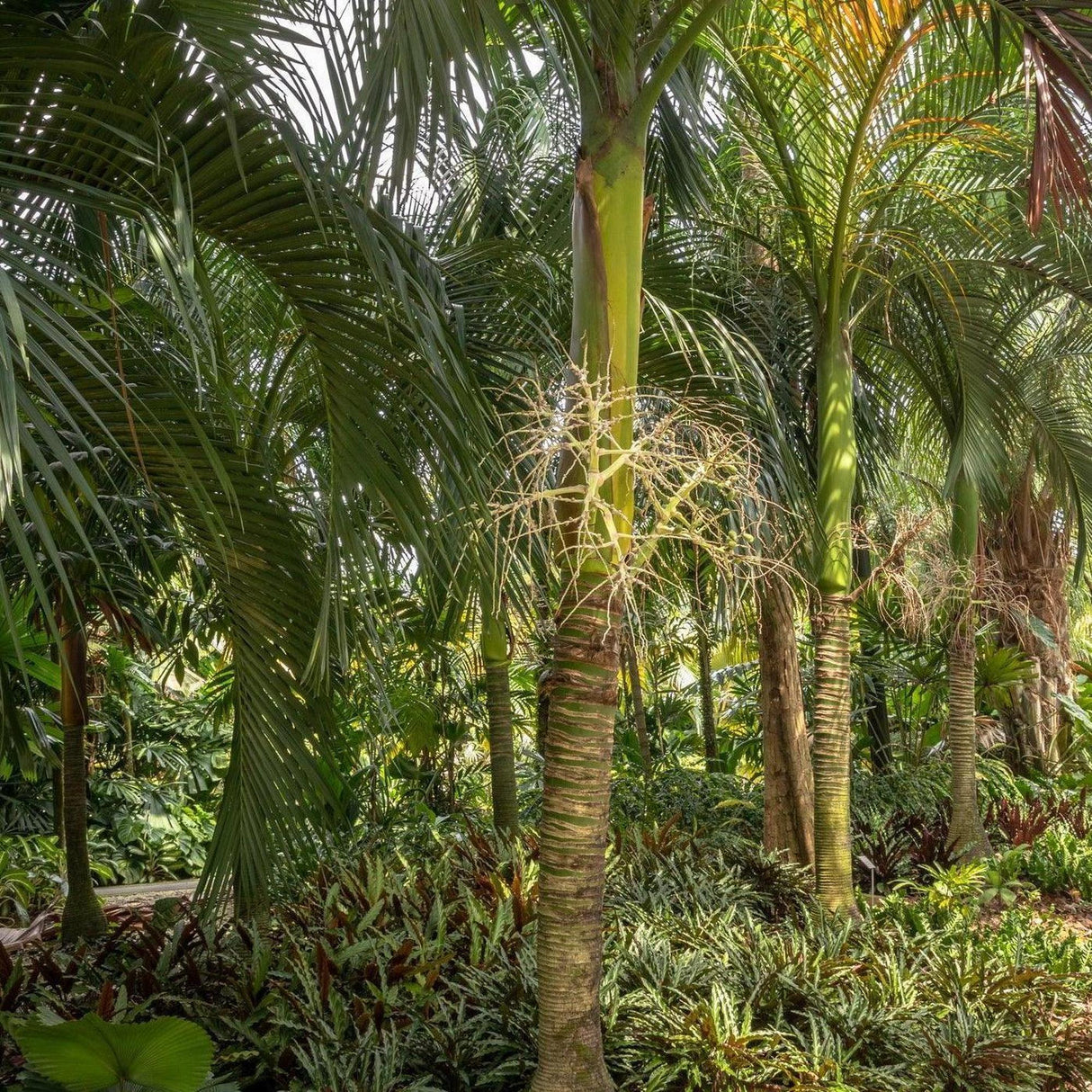 Carpoxylon Palm - Carpoxylon macrospermum-Evergreen,Full Sun,Moderate Water,Outdoor,Palm,Slow Growing,Tropical-Nursery Near Me