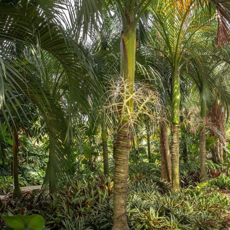 Carpoxylon Palm - Carpoxylon macrospermum-Evergreen,Full Sun,Moderate Water,Outdoor,Palm,Slow Growing,Tropical-Nursery Near Me