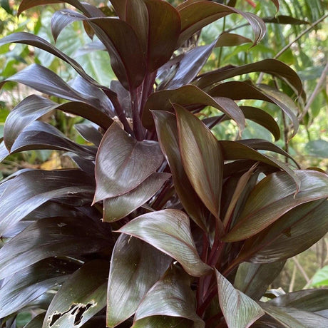 Caruba Black Cordyline - Cordyline fruticosa 'Caruba Black'-Evergreen,Moderate Water,Ornamental,Outdoor,Partial Shade,Slow Growing,Tropical-Nursery Near Me