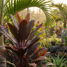 Caruba Black Cordyline