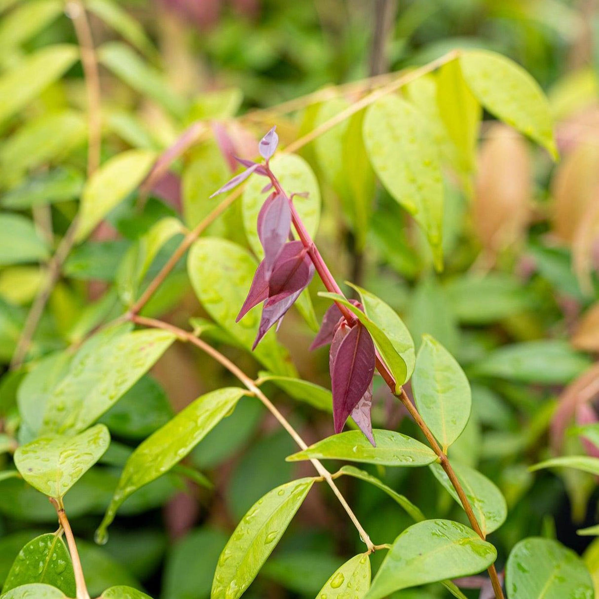 Cascade Lilly Pilly - Syzygium australe 'Cascade'-Evergreen,Fast Growing,Full Sun,Moderate Water,Outdoor,Screening,Shrub-Nursery Near Me