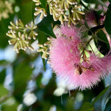 A bee gathers nectar from a pink Cascade Lilly Pilly (Syzygium australe 'Cascade') flower, set among green leaves—an ideal choice for a fast-growing hedge or privacy screen in your garden.