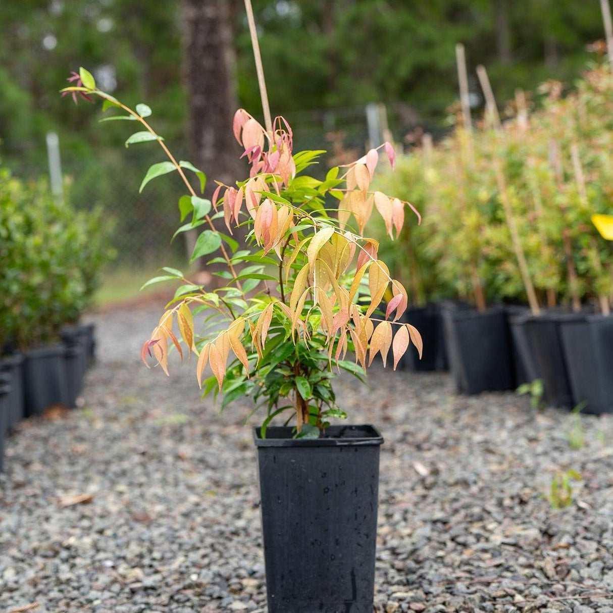 A Cascade Lilly Pilly - Syzygium australe 'Cascade' with green and reddish leaves stands on gravel among other potted plants outdoors, perfect as a fast-growing hedge or privacy screen.