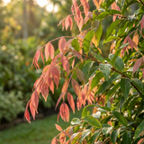 The Cascade Lilly Pilly - Syzygium australe 'Cascade' features shiny green and pink foliage that glows in sunlight, making it ideal as a fast-growing hedge against a soft, blurred backdrop in your garden.