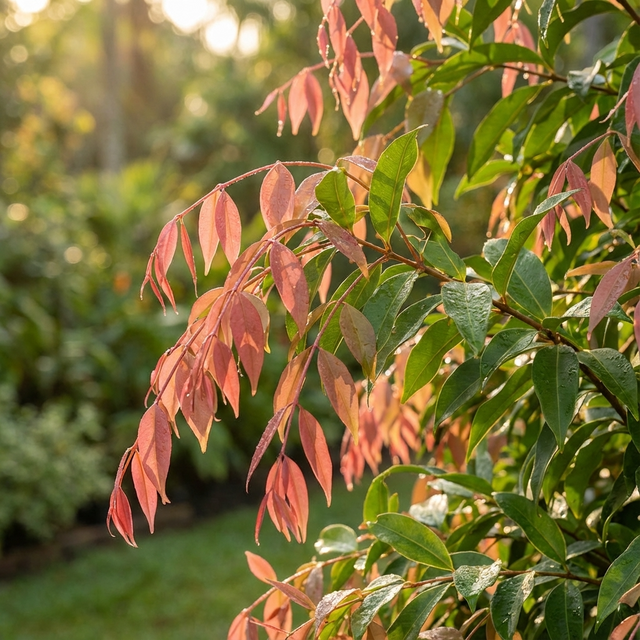 The Cascade Lilly Pilly - Syzygium australe 'Cascade' features shiny green and pink foliage that glows in sunlight, making it ideal as a fast-growing hedge against a soft, blurred backdrop in your garden.