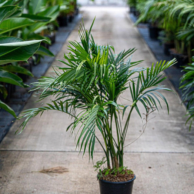 Cascade Palm - Chamaedorea atrovirens-Evergreen,Moderate Water,Outdoor,Palm,Partial Shade,Screening,Slow Growing-Nursery Near Me