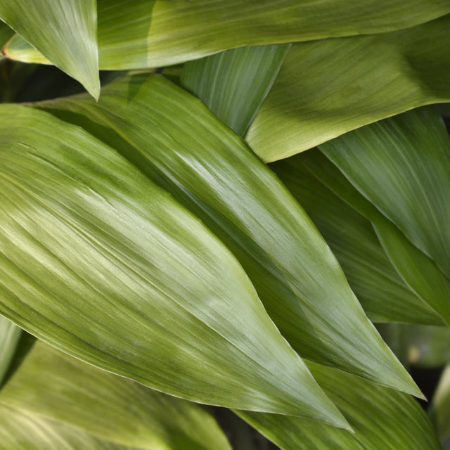 Close-up of glossy green leaves with visible veins in soft light—perfect for a low-light indoor plant, such as the hardy Cast Iron Plant (Aspidistra elatior).