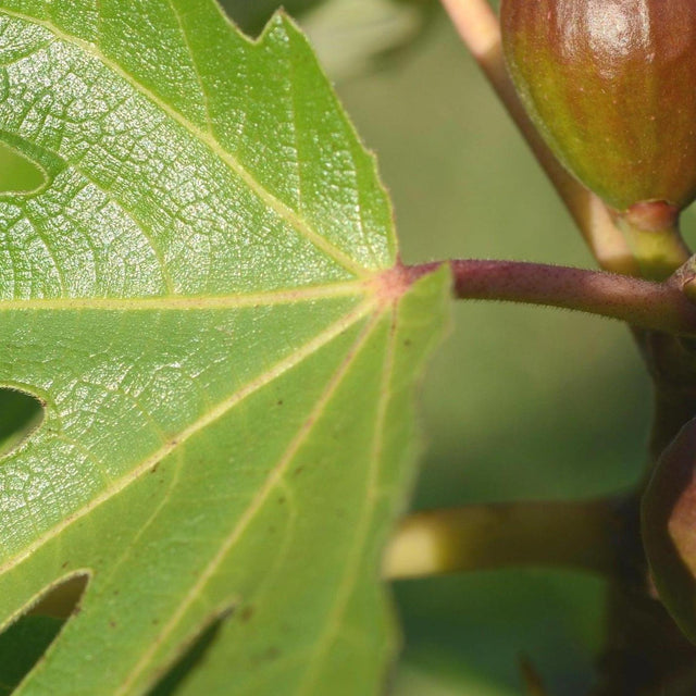 Celest Fig Tree - Ficus carica 'Celest'-Deciduous,Fruiting,Full Sun,Low Water,Moderate Growing,Outdoor,Tree-Nursery Near Me