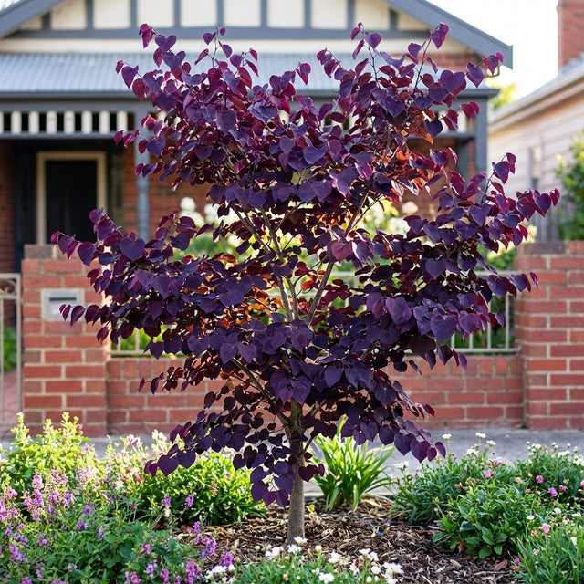 Cercis canadensis ‘Forest Pansy’ with rich purple leaves stands out as a striking ornamental feature tree in a garden bed in front of a brick house with a porch.