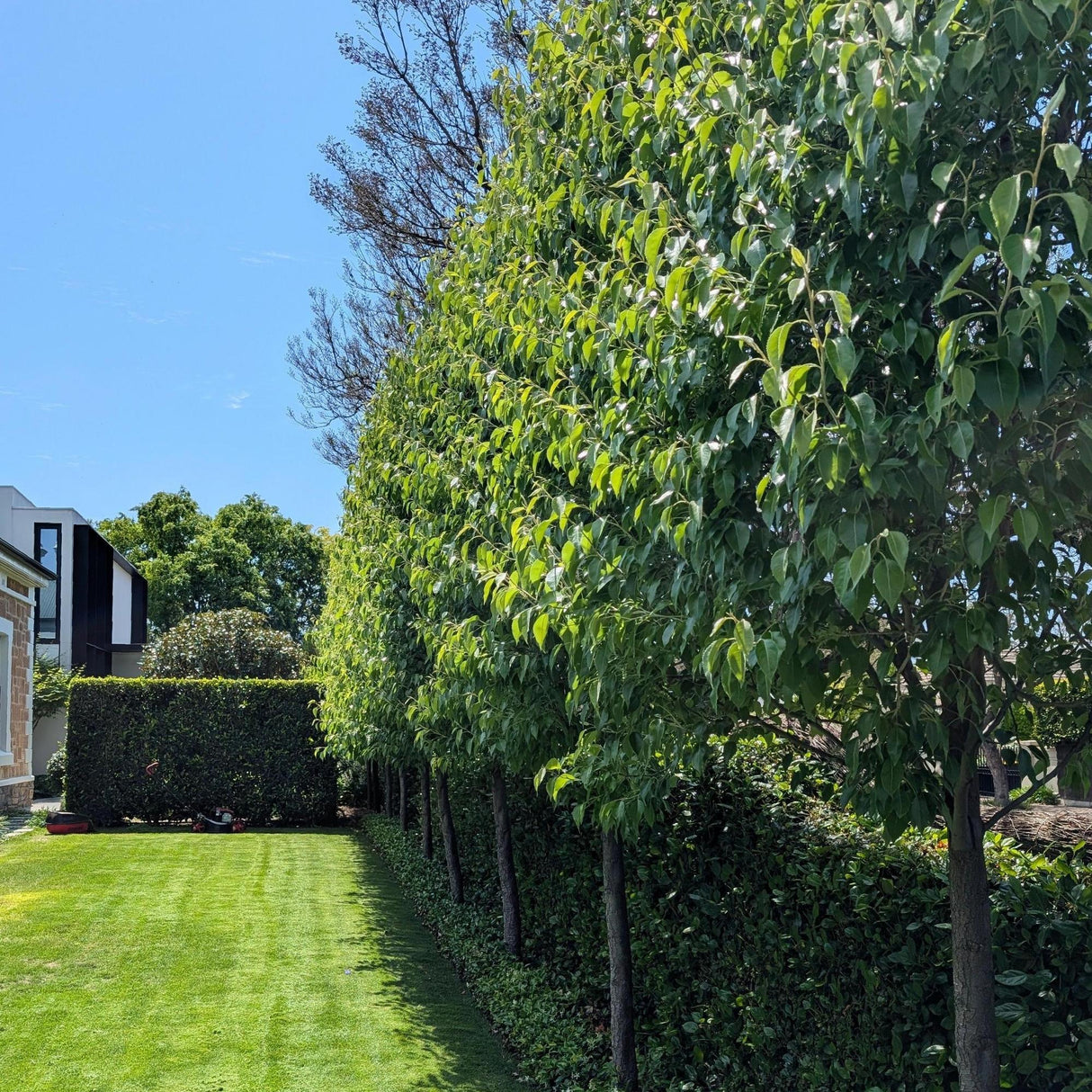 Chanticleer Pear - Pyrus calleryana 'Chanticleer'-Deciduous,Fast Growing,Full Sun,Moderate Water,Ornamental,Outdoor,Screening,Tree-Nursery Near Me