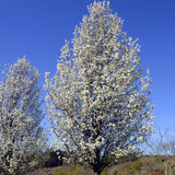 Chanticleer Pear - Pyrus calleryana 'Chanticleer'-Deciduous,Fast Growing,Full Sun,Moderate Water,Ornamental,Outdoor,Screening,Tree-Nursery Near Me