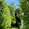 Chanticleer Pear