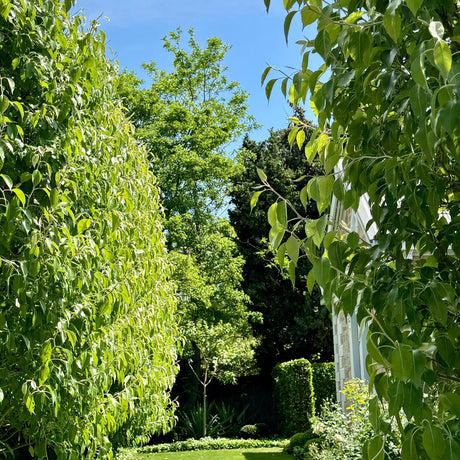 Chanticleer Pear - Pyrus calleryana 'Chanticleer'-Deciduous,Fast Growing,Full Sun,Moderate Water,Ornamental,Outdoor,Screening,Tree-Nursery Near Me