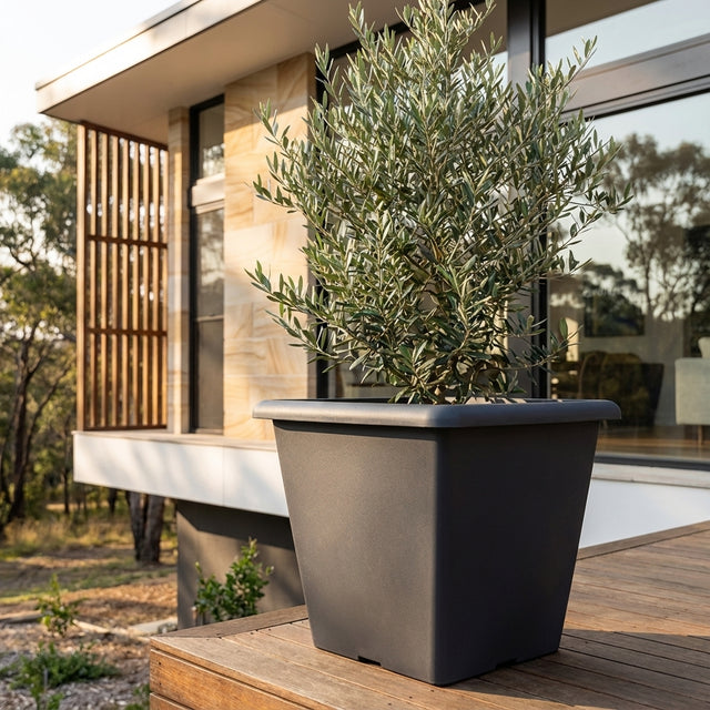 A potted olive tree thrives on a wooden deck outside a modern house with large windows, planted in the Charcoal Square Plastic Pot—various sizes available.