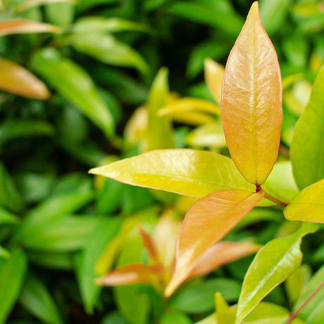 Cherry Bomb Lilly Pilly - Syzygium australe 'Cherry Bomb'-Evergreen,Full Sun,Moderate Growing,Moderate Water,Native,Outdoor,Screening-Nursery Near Me