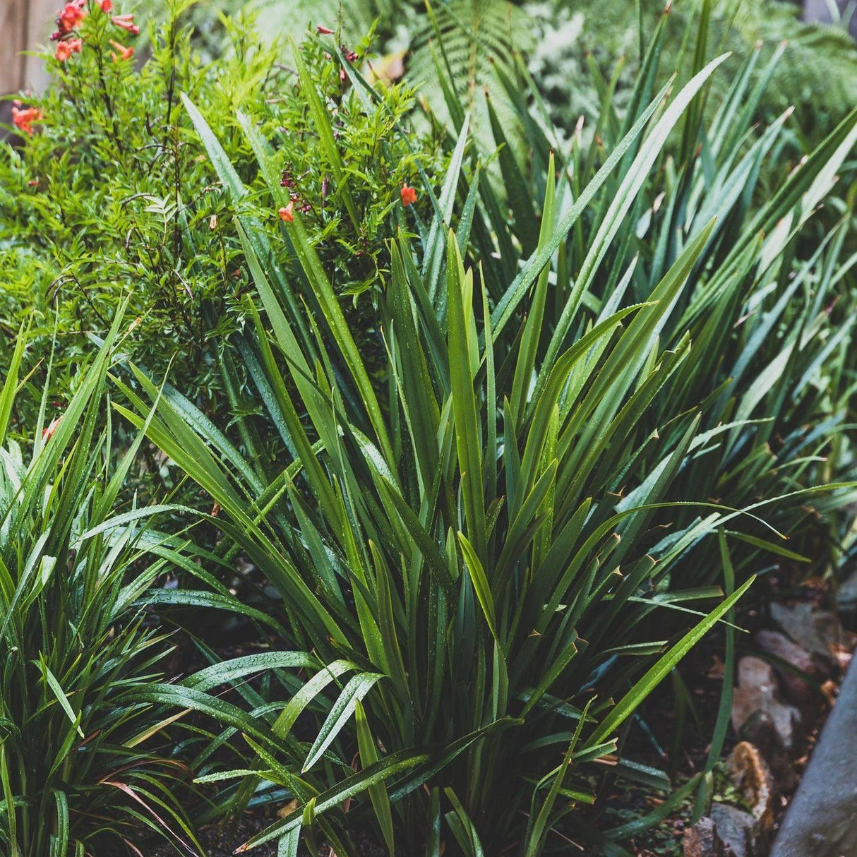 Cherry Red Dianella - Dianella tasmanica 'Cherry Red'-Evergreen,Flowering,Grass,Moderate Growing,Moderate Water,Native,Outdoor,Partial Shade,Screening-Nursery Near Me