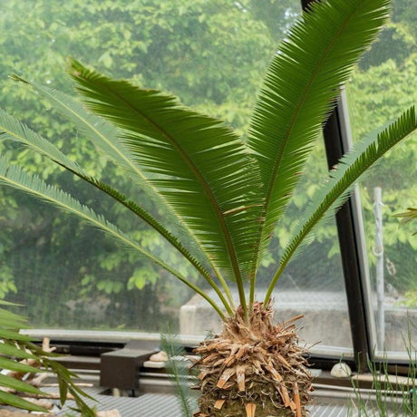 Chestnut Dioon - Dioon edule-Evergreen,Low Water,Ornamental,Outdoor,Partial Shade,Slow Growing,Tropical-Nursery Near Me