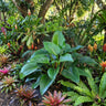 Chinese Congo Philodendron