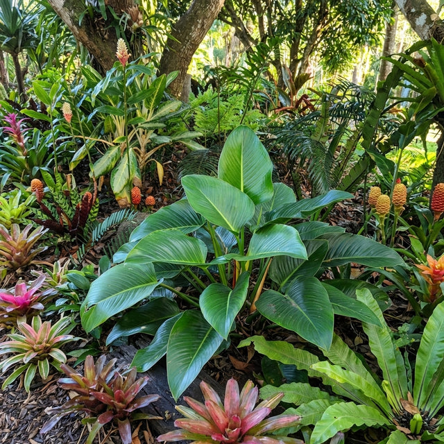 Tropical garden with lush green leaves, colorful bromeliads, pinecone-shaped ginger flowers, and low-maintenance Chinese Congo Philodendron (Philodendron Chinese Congo).