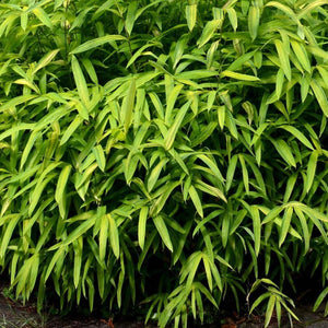 Chinese Dwarf Bamboo