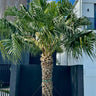 Chinese Fan Palm