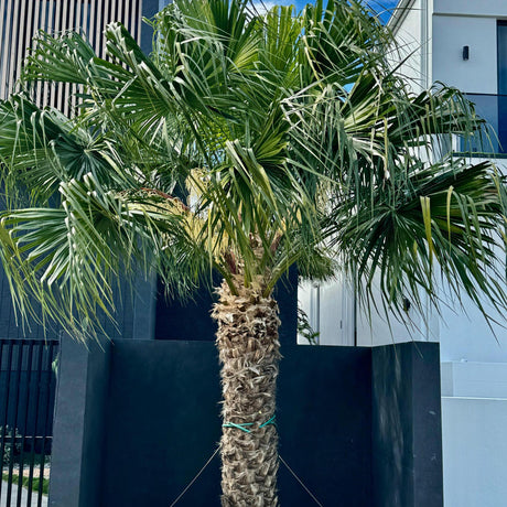 Chinese Fan Palm - Livistona chinensis-Evergreen,Moderate Water,Outdoor,Palm,Partial Shade,Slow Growing,Tropical-Nursery Near Me