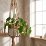 Chinese Money Plant